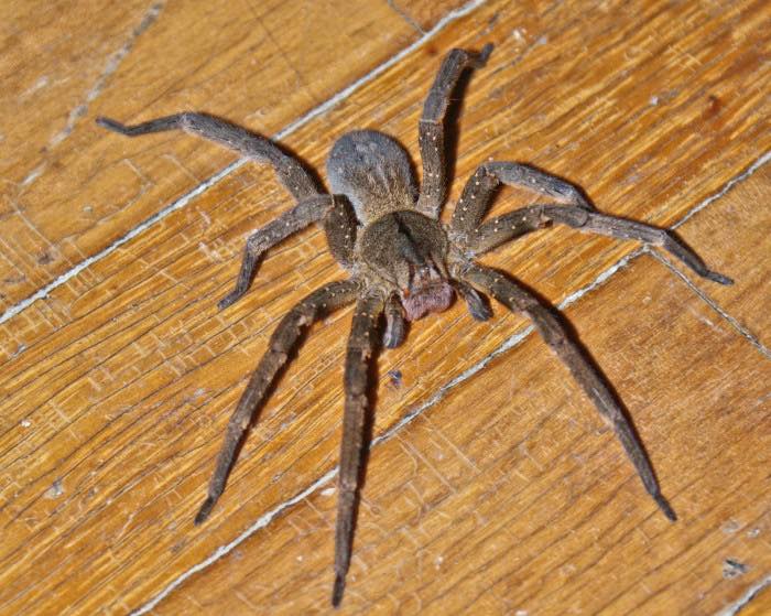 Aranha encontrada em Goiás pode causar ereção prolongada após picada
