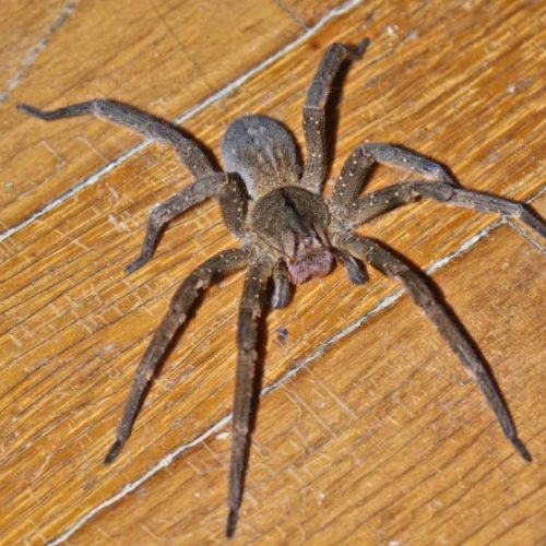Aranha encontrada em Goiás pode causar ereção prolongada após picada