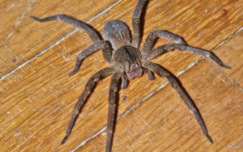 Aranha encontrada em Goiás pode causar ereção prolongada após picada