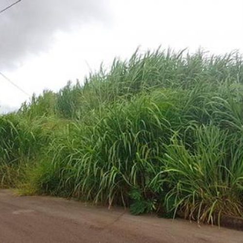 Prefeitura de Catalão Notifica Proprietários Para Limpeza de Terrenos