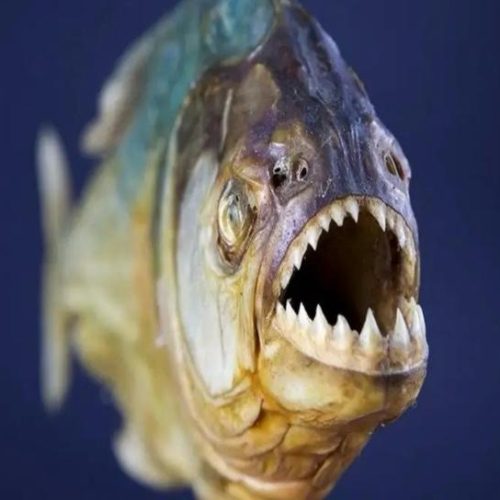 Ataque de piranhas deixa criança ferida no Lago Sul de Caldas Novas