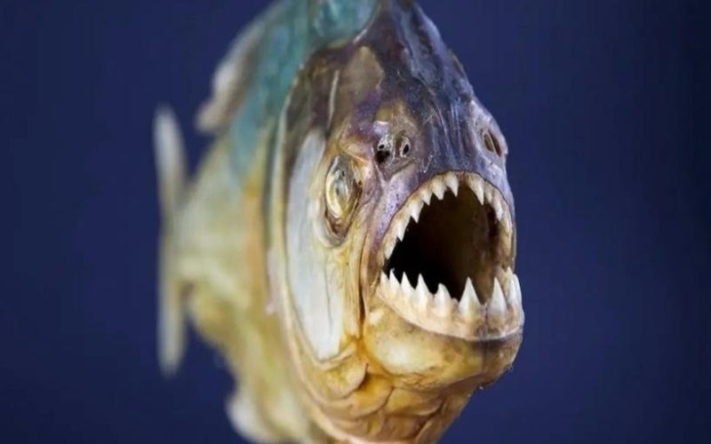 Ataque de piranhas deixa criança ferida no Lago Sul de Caldas Novas